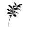 Black Ficus plant Silhouette isolated on white background. Vector Illustration