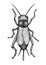 Black field cricket illustration, drawing, engraving, ink, line art, vector