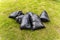 Black filled plastic bags with mown grass on the lawn, spring or autumn cleaning of the city from foliage, garbage