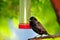 Black finch bird, Florida