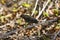 A black finch on a twig