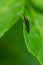 Black Firefly - Lucidota atra