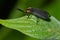 Black Firefly - Lucidota atra