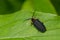 Black Firefly - Lucidota atra