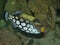 Black fish with large white spots and yellow mouth Balistoides conspicillum