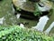 Black fish in pond at Giusti gardens, Verona, Italy