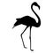 Black Flamingo bird silhouette