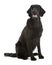 Black flat coated retriever