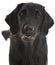 Black flat coated retriever