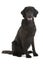 Black flat coated retriever