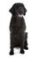 Black flat coated retriever