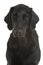 Black flat coated retriever