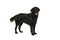 Black flatcoat retriever dog standing