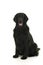 Black flatcoated retriever dog studio shot full body