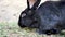 Black Flemish Giant rabbit.