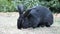 Black Flemish Giant rabbit.