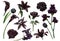 Black and flowers set, watercolor hand drawn vector illustration