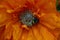 Black fluffy bumblebee on a poppy flower in May. Bright orange flower. Warm sunny day