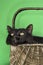 Black fluffy cat in basket.