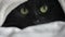 Black fluffy cat with green eyes lies wrapped in a blanket. Halloween symbol