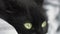 Black fluffy cat with green eyes lies wrapped in a blanket. Halloween symbol