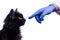 Black fluffy cat reaching its nose to veterinary hand wearing blue latex glove. Veterinary clinic background