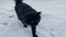 Black fluffy cat walking over the snow