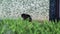 Black fluffy cat is washing while sitting near the wall of the house