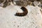 Black fluffy caterpillar with orange stripes