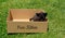 A black fluffy kitten with blue eyes is trying to get out of a cardboard box with text Free Kittens.Adoption pets concept.