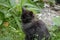 Black fluffy kitten sits on green grass. The kitten has yellow sad eyes. Summer day.