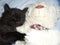 Black fluffy kitten sleeping with a white teddy bear. cat sleep