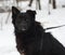 Black fluffy mongrel dog sitting on snow