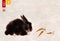 Black fluffy rabbit and carrot on vintage background. Hieroglyphs - eternity, freedom, happiness, east, rabbit
