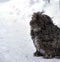 Black fluffy street dog sits on the snow