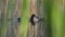 Black Fluffy White Forehead Coot Ducks Swim on Water Surface