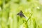 Black fly Hemipenthes morio on plant