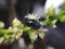 Black fly on the manggo flower