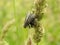 Black fly on plant , Lithuania