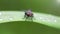 black fly with red faceted eyes on a leaf, macro photography. When seen so close, this diptera insect doesnt look so ugly 