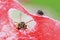 Black fly and striped wasp crawling on a juicy watermelon