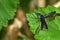 A black flying beetle on a leaf