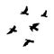 Black Flying Birds Flock Concept