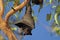 Black flying-fox