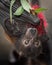 Black Flying Fox Bat With Bottlebrush Flower