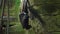 Black flying fox hanging upside down in its usual habitat in a forest