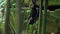 Black flying fox hanging upside down in its usual habitat in a forest