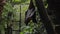 A black flying fox hangs upside down holding on to a tree in its usual habitat