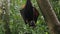 A black flying fox hangs upside down holding on to a tree in its usual habitat