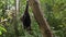 A black flying fox hangs upside down holding on to a tree in its usual habitat